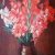 Glaieuls roses
