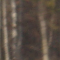 Paysage